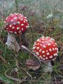 Paddenstoelen 1